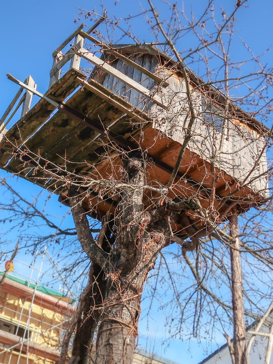 Baumhaus Baumhausbau Baumstamm