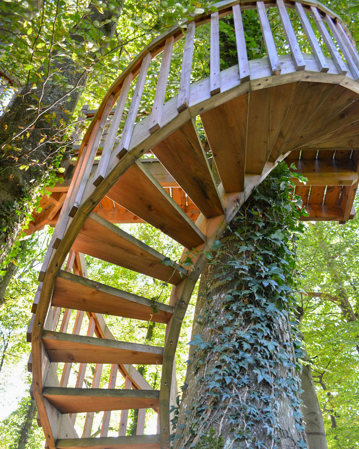 Baumhaus bauen lassen – Profi-Baumbaron Zimmermann, Wendeltreppe zur Plattform um den Baum voller Efeu