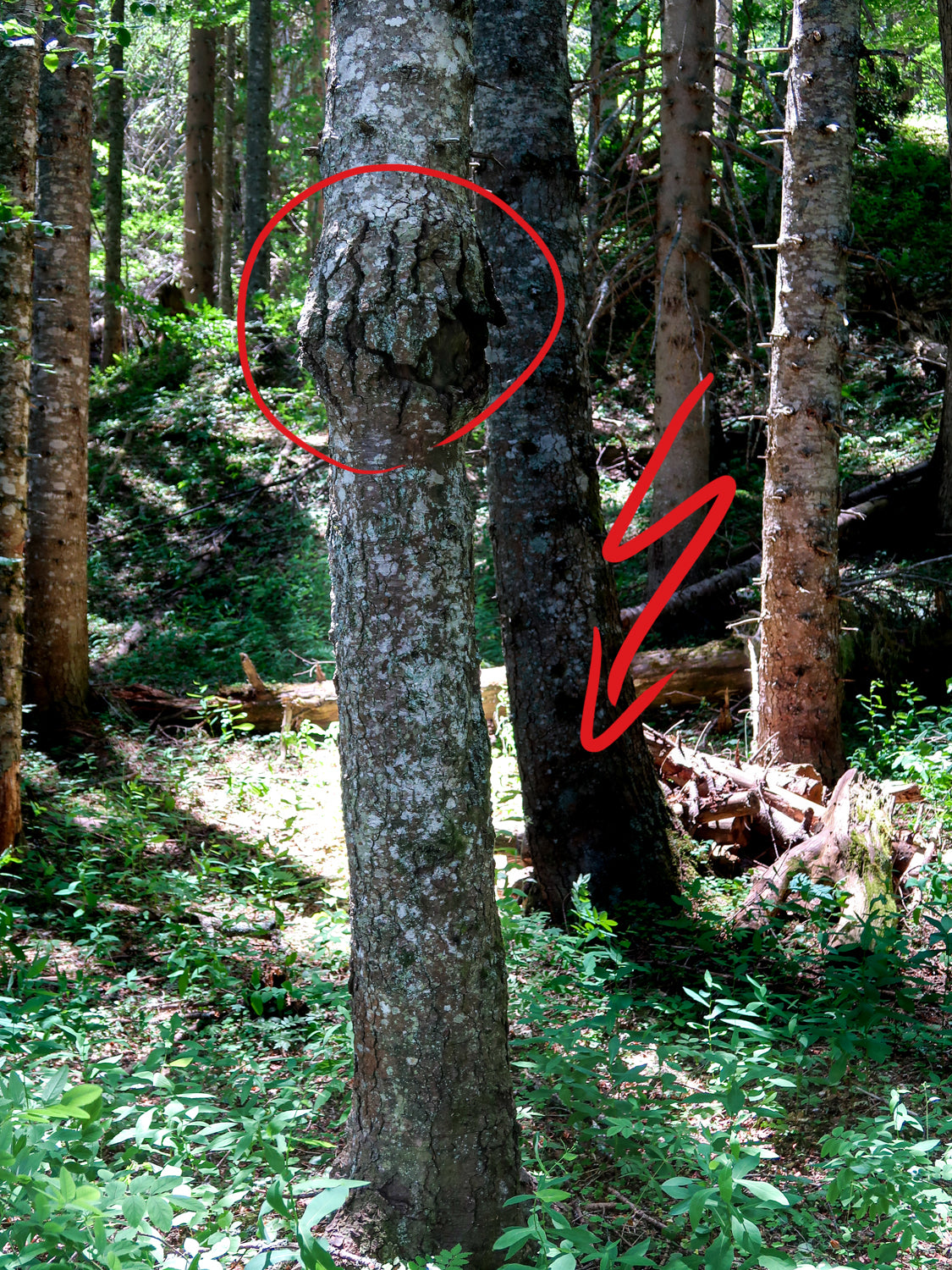 Baumschaden Baumhausbau Baumauswahl