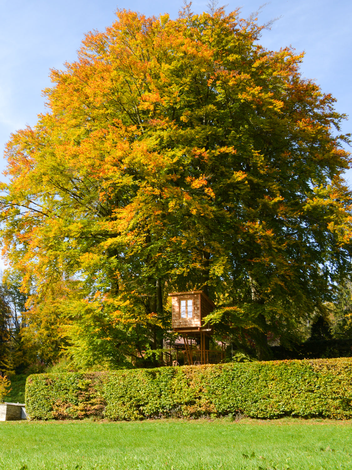 Baumhausbau Baumauswahl Position