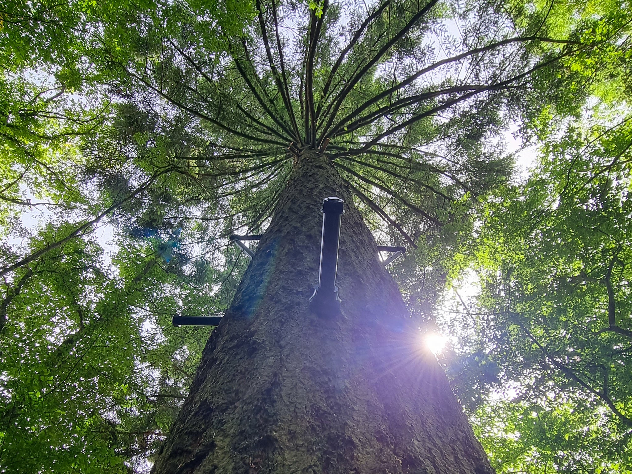 Profi Baumschraube kaufen – GTS zum Baumhaus bauen (TAB, Garnierschraube, Baum Bolzen) –Schrauben im Baum mit Blick nach oben in die grünen Baumkrone – Hardware Fachhandel TheTreehouse.Shop Made in Germany
