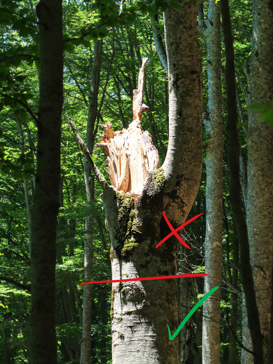 Baumhaus Baumauswahl Konstruktion