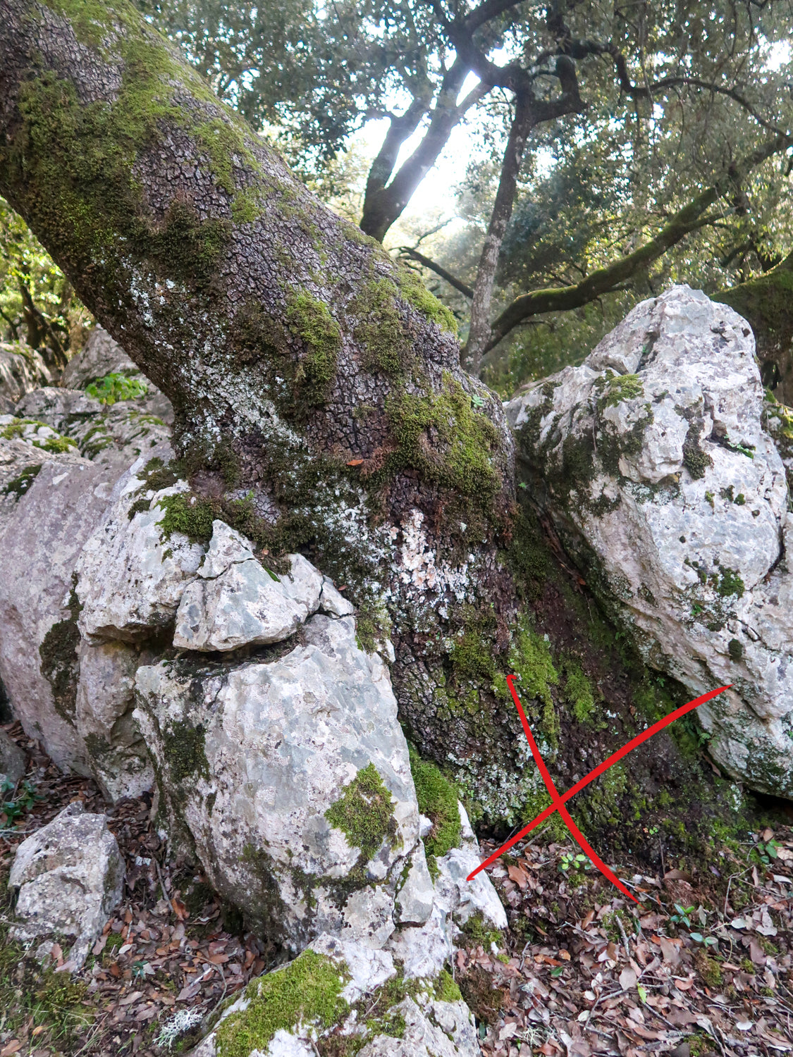 Baumhausbau Baumschaden Baumauswahl