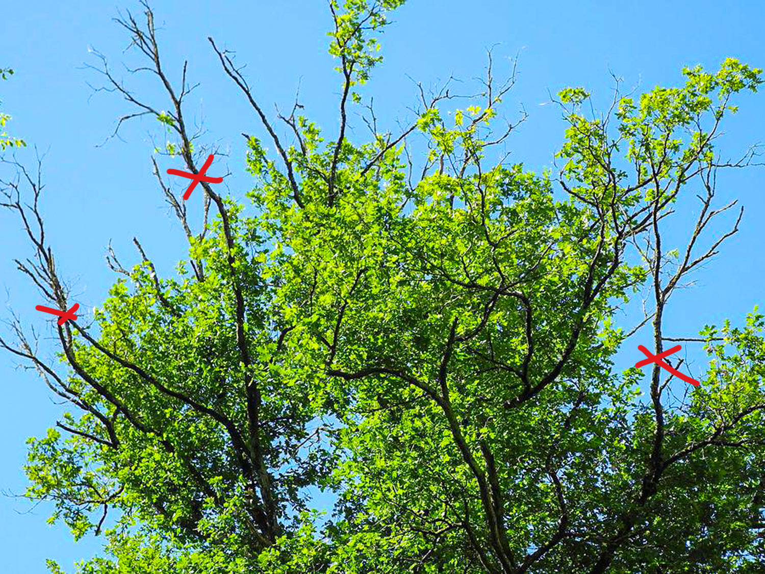 Baumhausbau Kontrolle Baum Vorbereitung