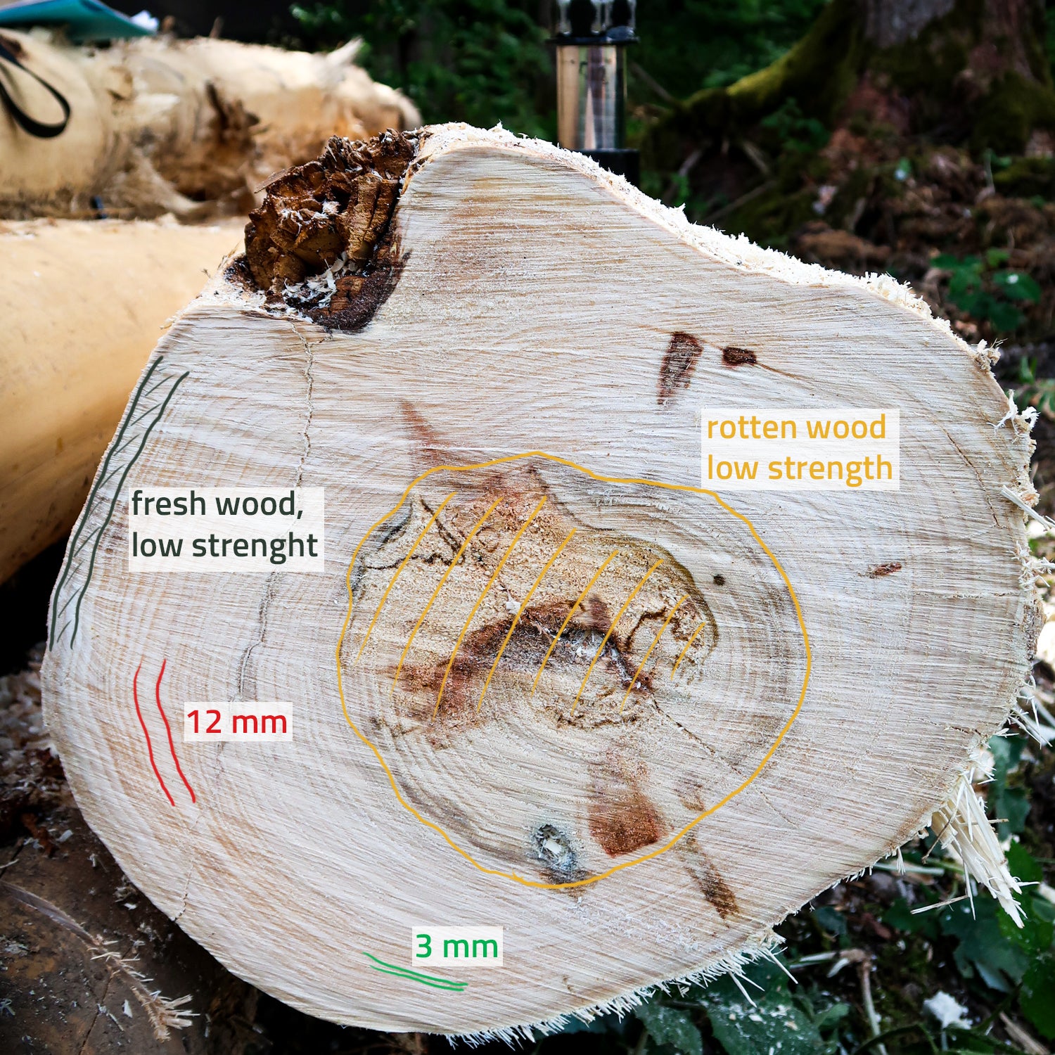 Baumhaus Möglichkeiten Baumstamm Befestigung